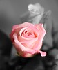 Rose, WA