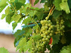 Grapes, Siena, Italy